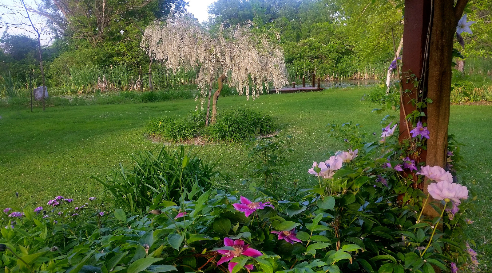 WHITE TREE WISTERIA IN DISTANCE; GARDEN PEONY, SWEET WILLIAM AND CLEMATIS IN BLOOM TOGETHER